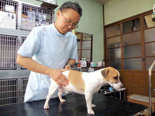 吾嬬動物病院