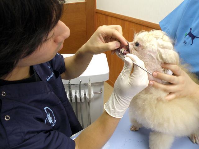 ふなぼり動物病院